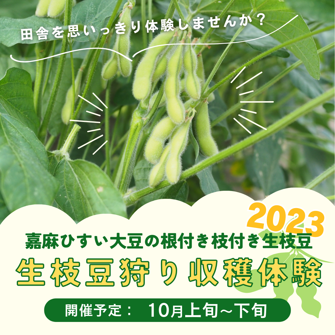 嘉麻ひすい生枝豆の収穫体験2023