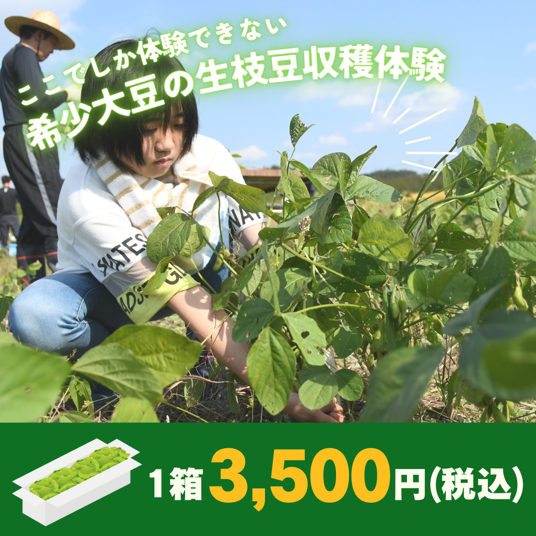 3500円で希少生枝豆の収穫体験