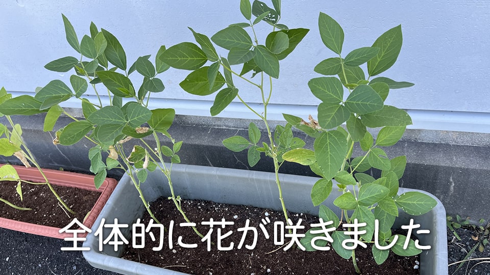 枝豆開花の時期 緑色の葉