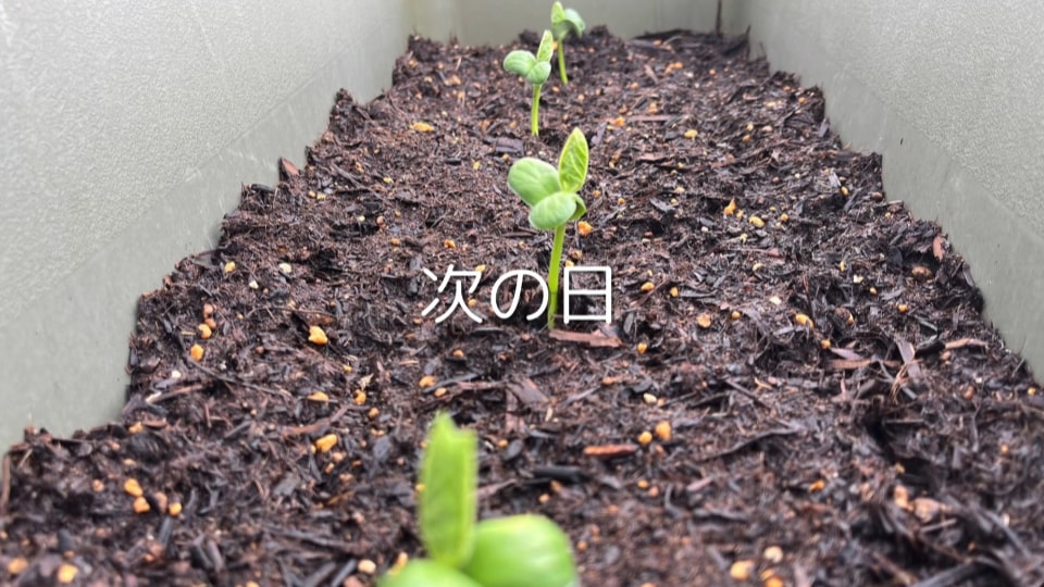 枝豆の成長 7日目