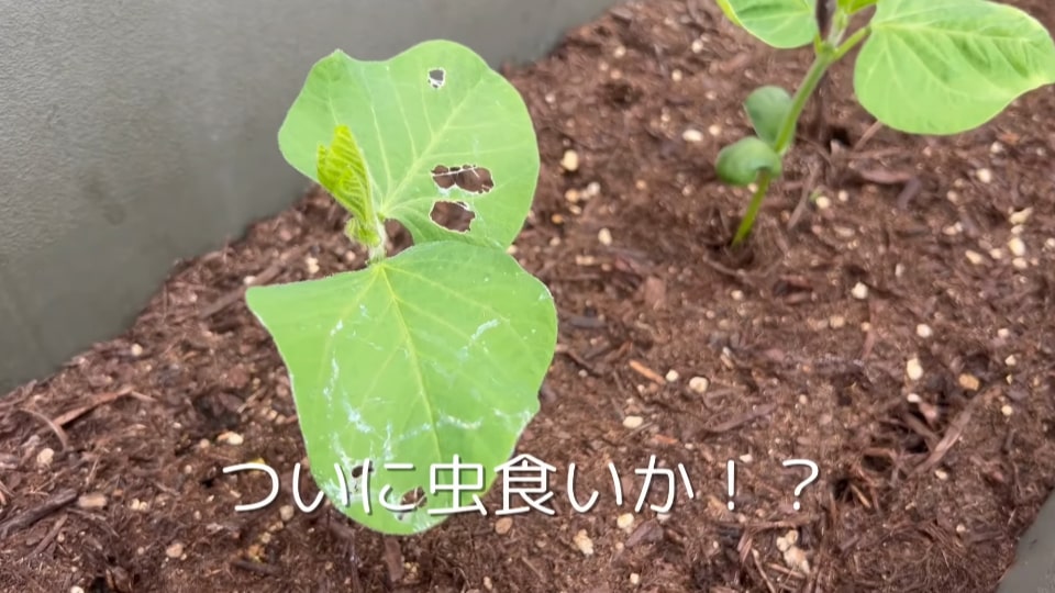 枝豆栽培 虫食い