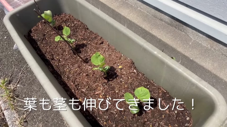 枝豆栽培　すくすくと成長