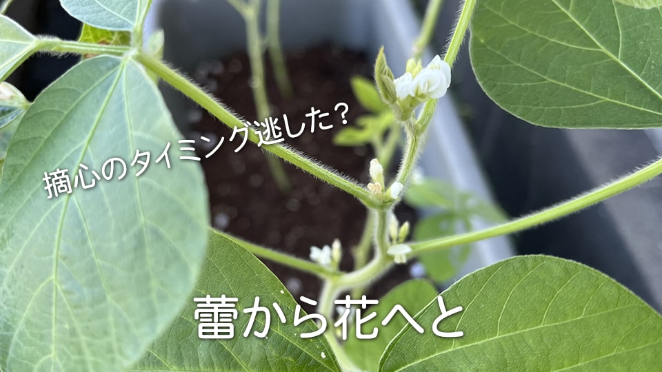 蕾から花へ 摘心