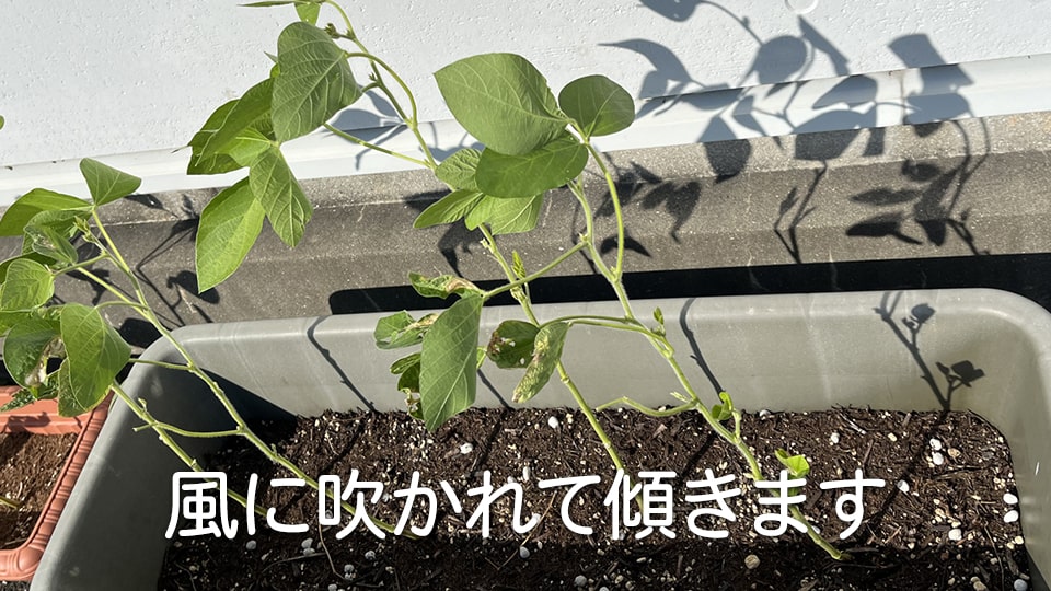 枝豆の茎が細い 弱い風でも傾く