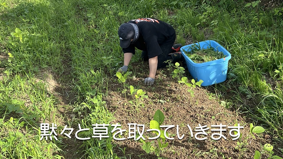 枝豆栽培 草取り