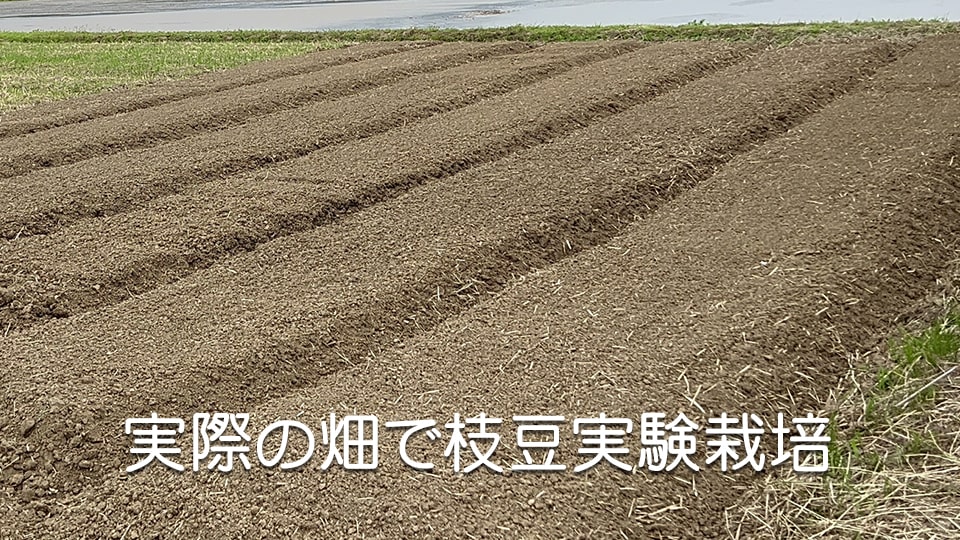 枝豆実験栽培を実際の畑で
