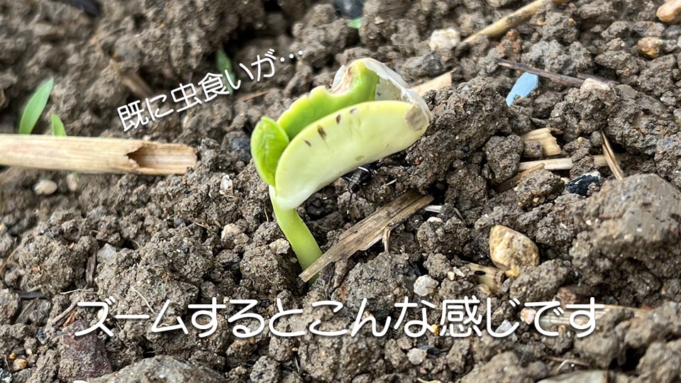 拡大すると虫食い被害に