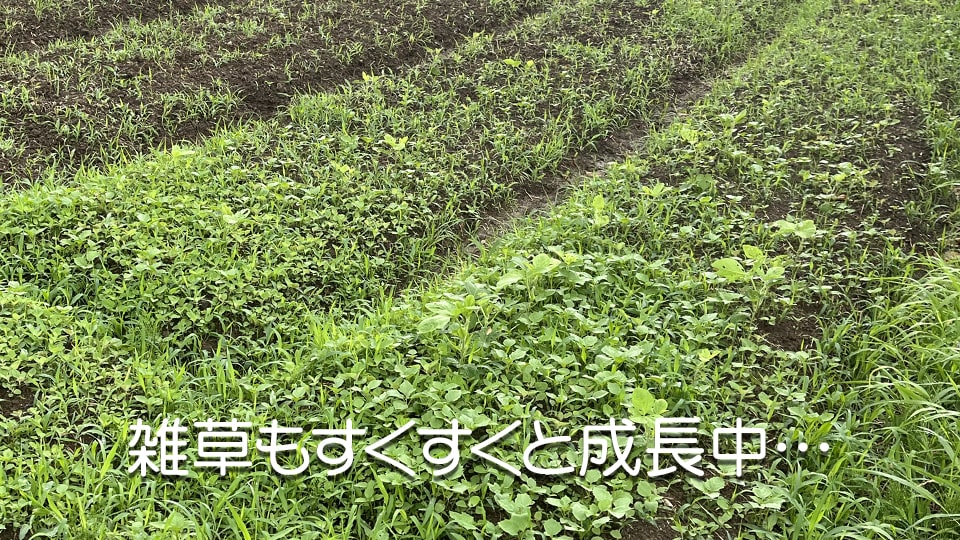 梅雨 雑草