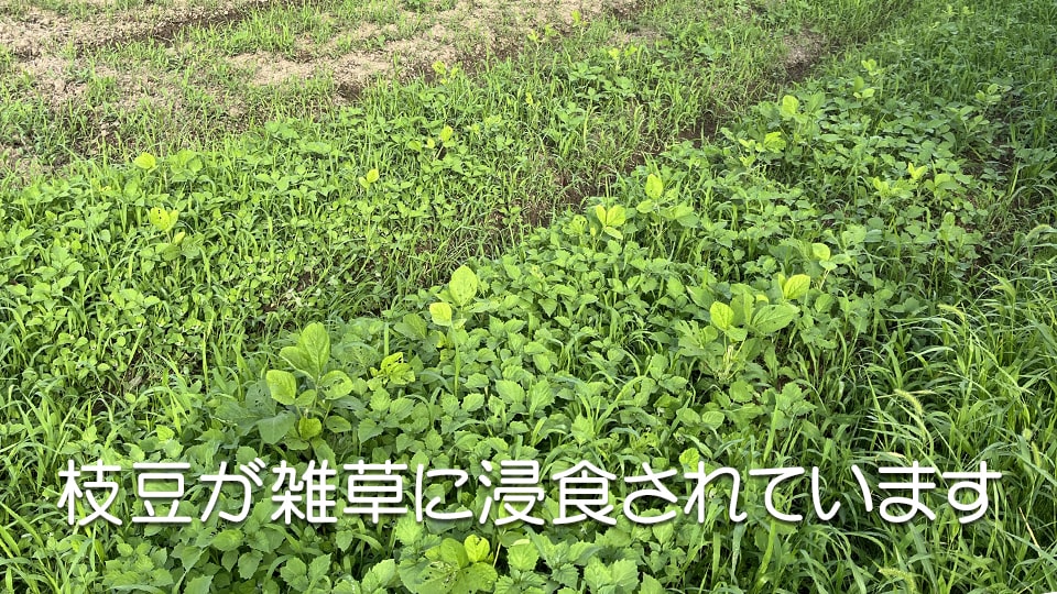 枝豆 雑草 覆われる