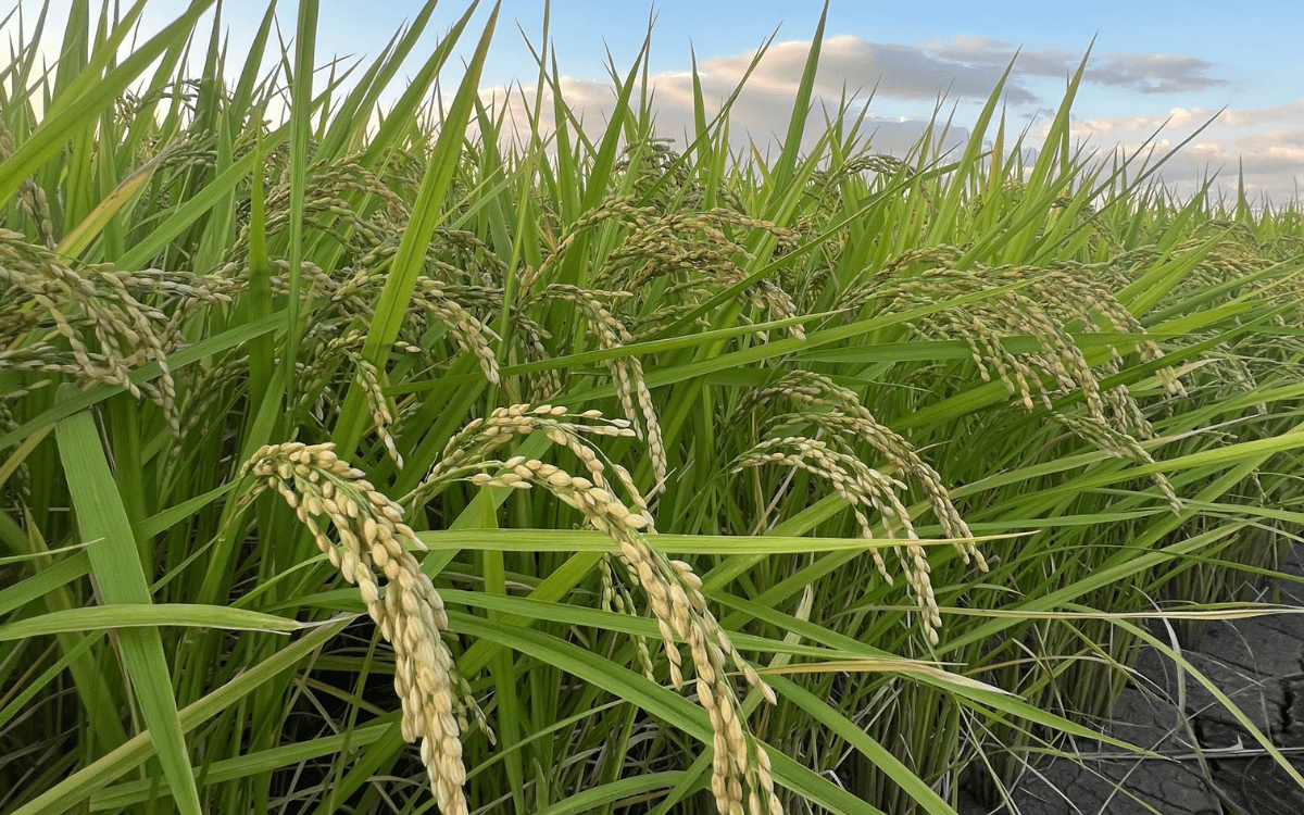 福岡産のお米 稲刈り