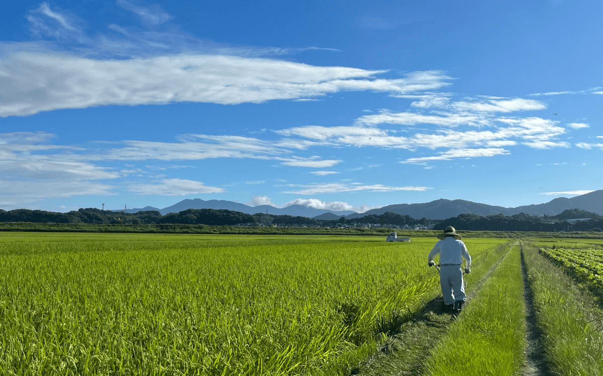 福岡で新米をつくる 米農家